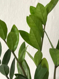 Zamioculcas zamiifolia pequena na internet