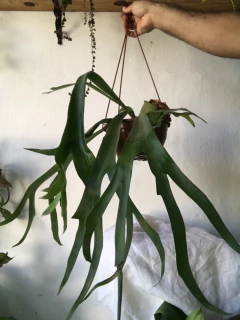 Chifre de veado - platycerum bifurcatum - cesta