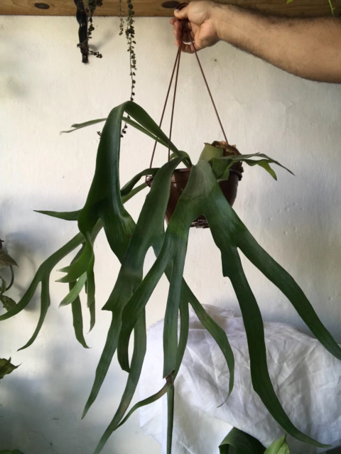 Chifre de veado - platycerum bifurcatum - cesta