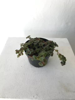 Pilea negra - dinheiro em penca - Seu Flor