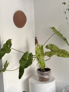 Philodendron Paraíso Verdeo - Seu Flor