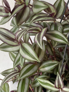 Tradescantia zebrina na internet