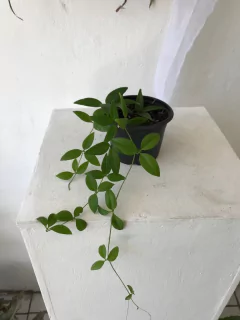 neoalsomitra sarcophylla - trepadeira com caudex - loja online