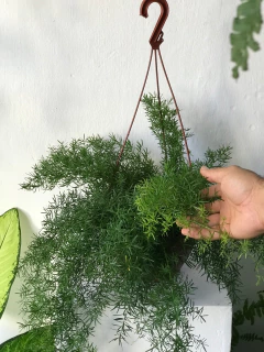 Alfinete - cesta na internet