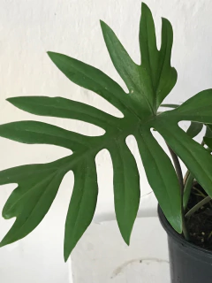 philodendron mayoi - Seu Flor