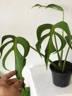 Monstera “burle marx’s flame” na internet