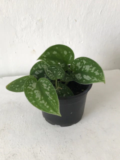 jibóia prateada - scindapsus pictus
