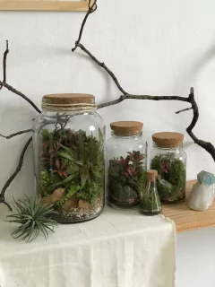 Terrário Fechado Médio - plantas vivas na internet