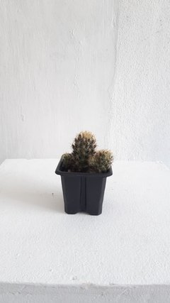 Mammillaria Prolifera - comprar online