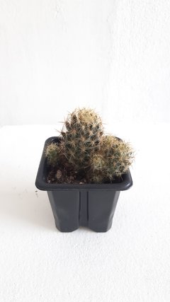 Mammillaria Prolifera