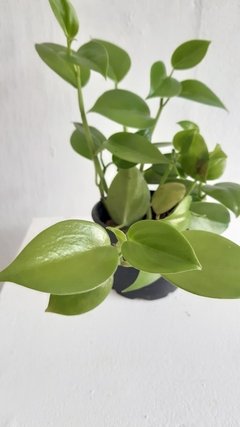 Peperomia scandens - comprar online