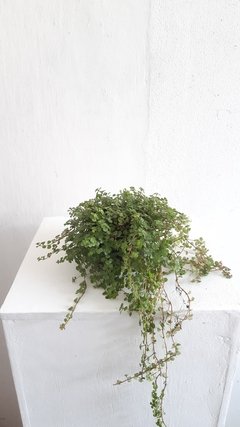 Pilea depressa - dinheiro em penca