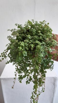 Pilea depressa - dinheiro em penca - comprar online