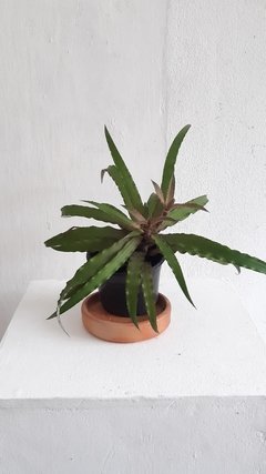 Cryptanthus acaulis