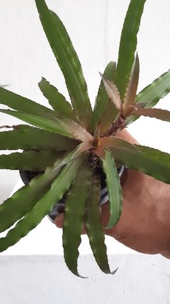 Cryptanthus acaulis - comprar online