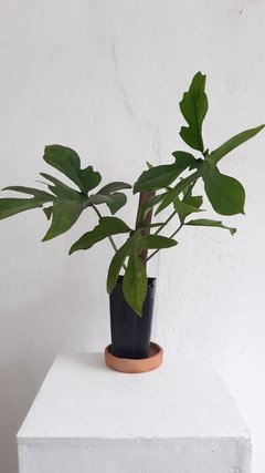 Philodendron pedatum