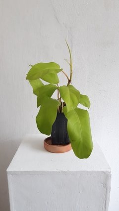 Philodendron "limon lime"