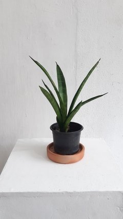 Sansevieria trifasciata cv. kirkii star