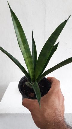 Sansevieria trifasciata cv. kirkii star - comprar online