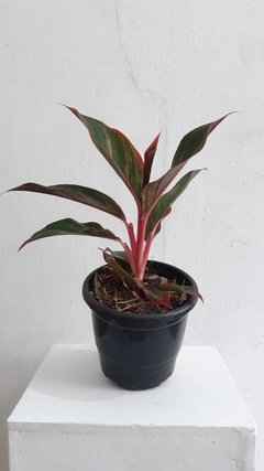 Aglaonema sp. cv. "red"