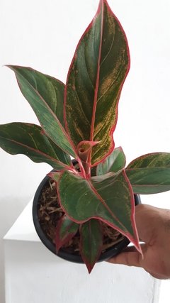 Aglaonema sp. cv. "red" - comprar online