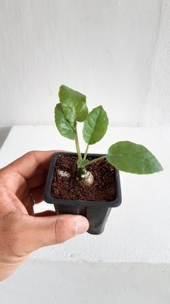 Dorstenia foetida - comprar online