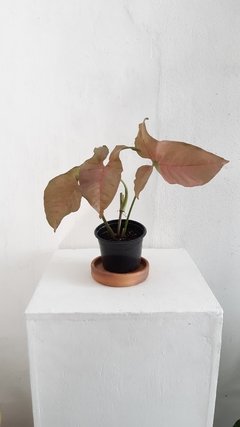 Syngonium Podophyllum "Pink"