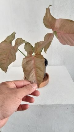 Syngonium Podophyllum "Pink" - comprar online