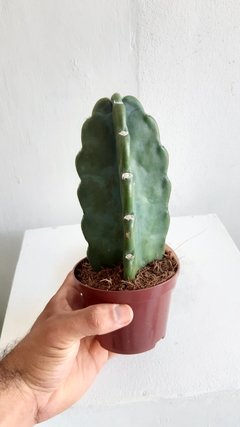 Cereus jamacaru sem espinho - comprar online