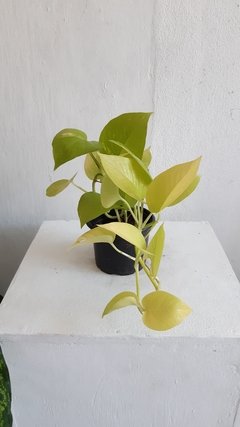 Epipremnum aureum "limon lime) - jibóia