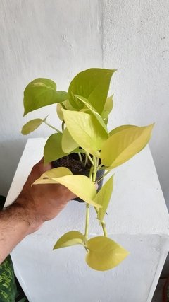 Epipremnum aureum "limon lime) - jibóia - comprar online