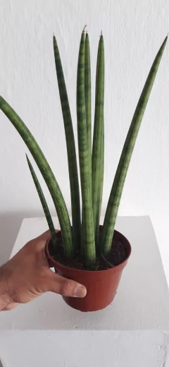 Espada cilíndrica- Dracaena cilíndrica - comprar online