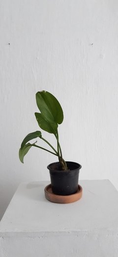 Drimiopsis maculata - comprar online