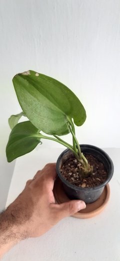 Drimiopsis maculata