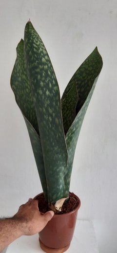 Dracaena mansoniana (Espada Vitória- 3 hastes)