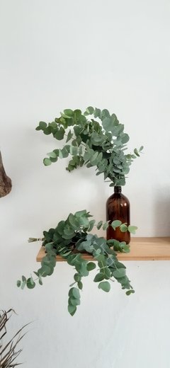 Buquê Eucalipto globoso - Seu Flor