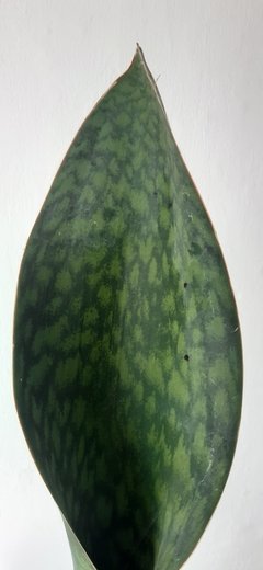 Espada Vitória- 1 haste - comprar online