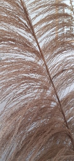 Capim indiano gigante - cada haste - comprar online