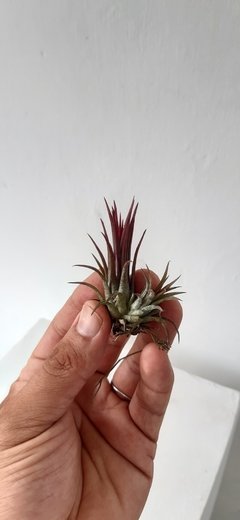 Tillandsia ionantha fuego na internet