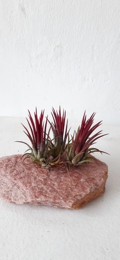 Tillandsia ionantha fuego - Seu Flor
