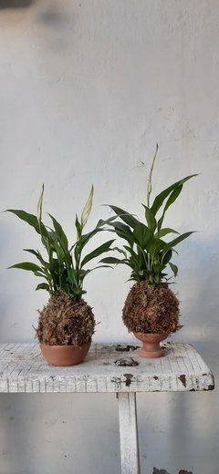 Kokedama - Lírio da Paz na internet