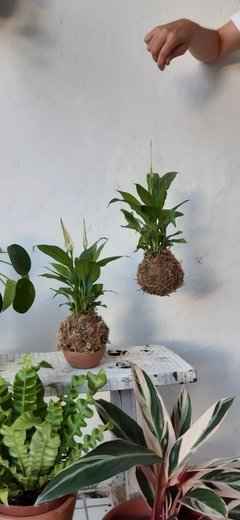 Kokedama - Lírio da Paz