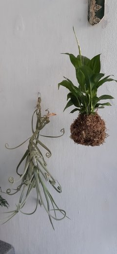 Kokedama - Lírio da Paz - comprar online