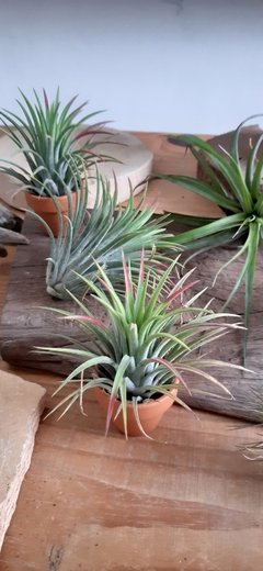 Tillandsia ionantha "giant fuego" na internet