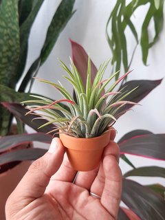 Tillandsia ionantha "giant fuego"