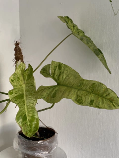 Philodendron Paraíso Verdeo - loja online