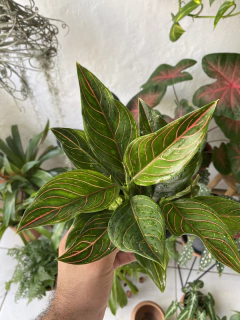 aglaonema Rotudum - Seu Flor