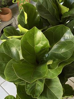 ficus lyrata - grande 1m - comprar online