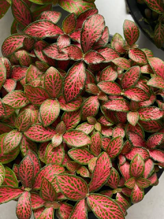 fittonia Vermelha na internet