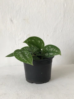 jibóia prateada - scindapsus pictus - Seu Flor